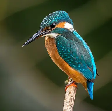 Bird: Perched blue and orange bird (Unsplash), crop